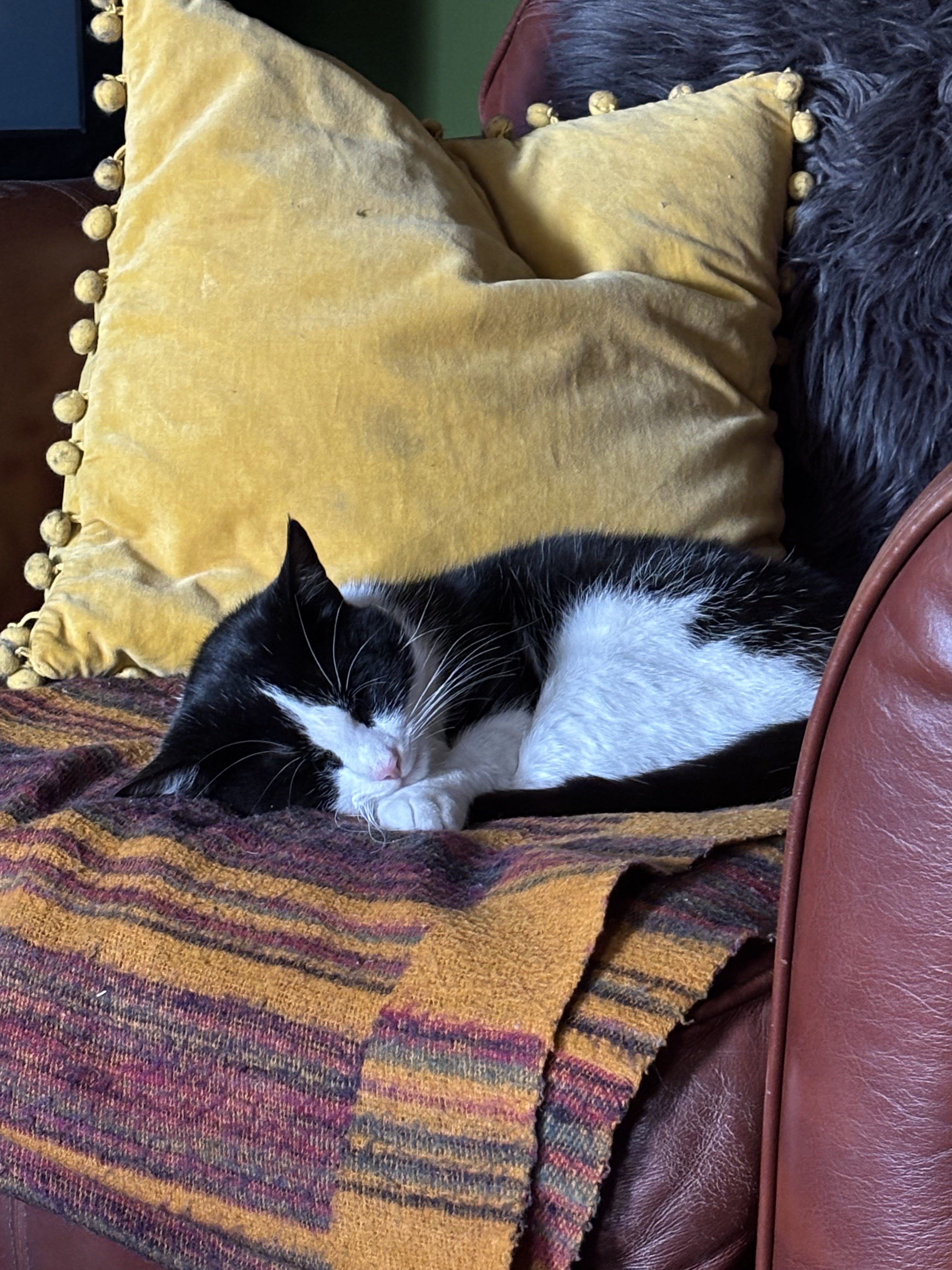 tuxedo cat resting on chair